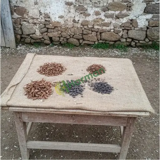 Bandırma'da Akasya Tohumu Aranıyor