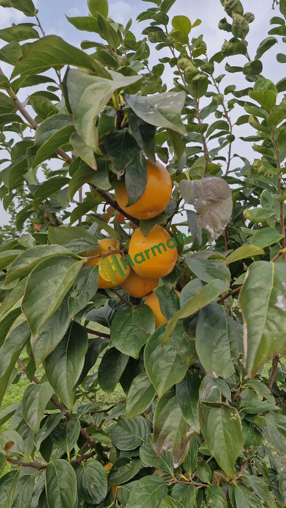 Balıkesir Gönen 3 Ton Civarı Duble Hurma