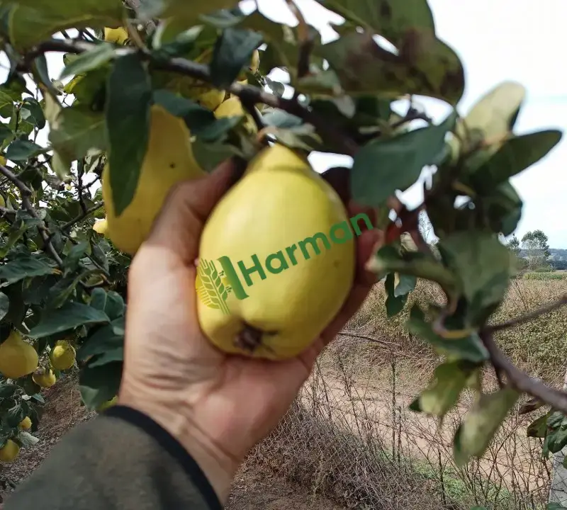 Balıkesir Karesi 2-3 ton ayva
