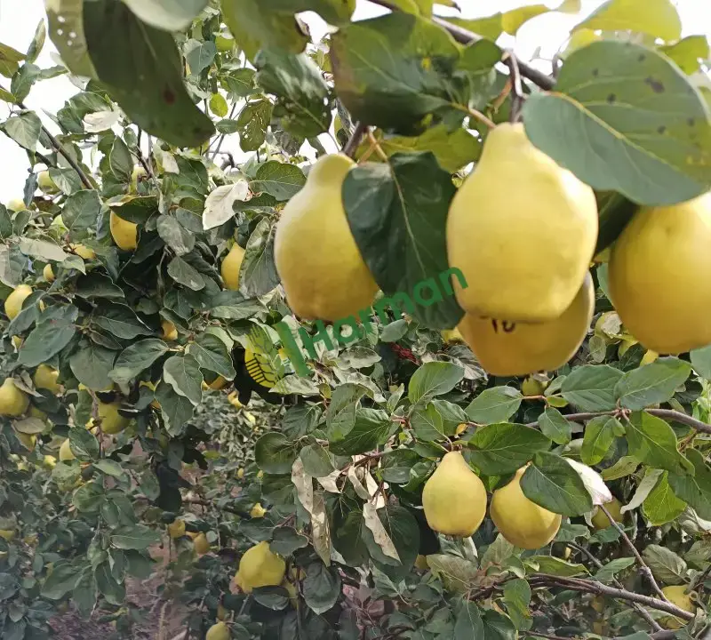 Balıkesir Karesi 2-3 ton ayva