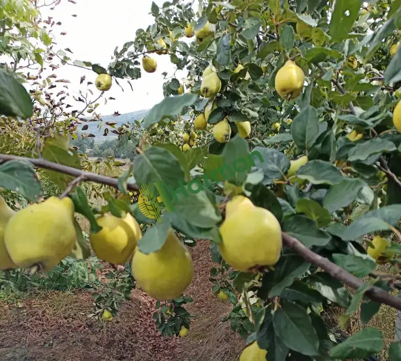 Balıkesir Karesi 2-3 ton ayva