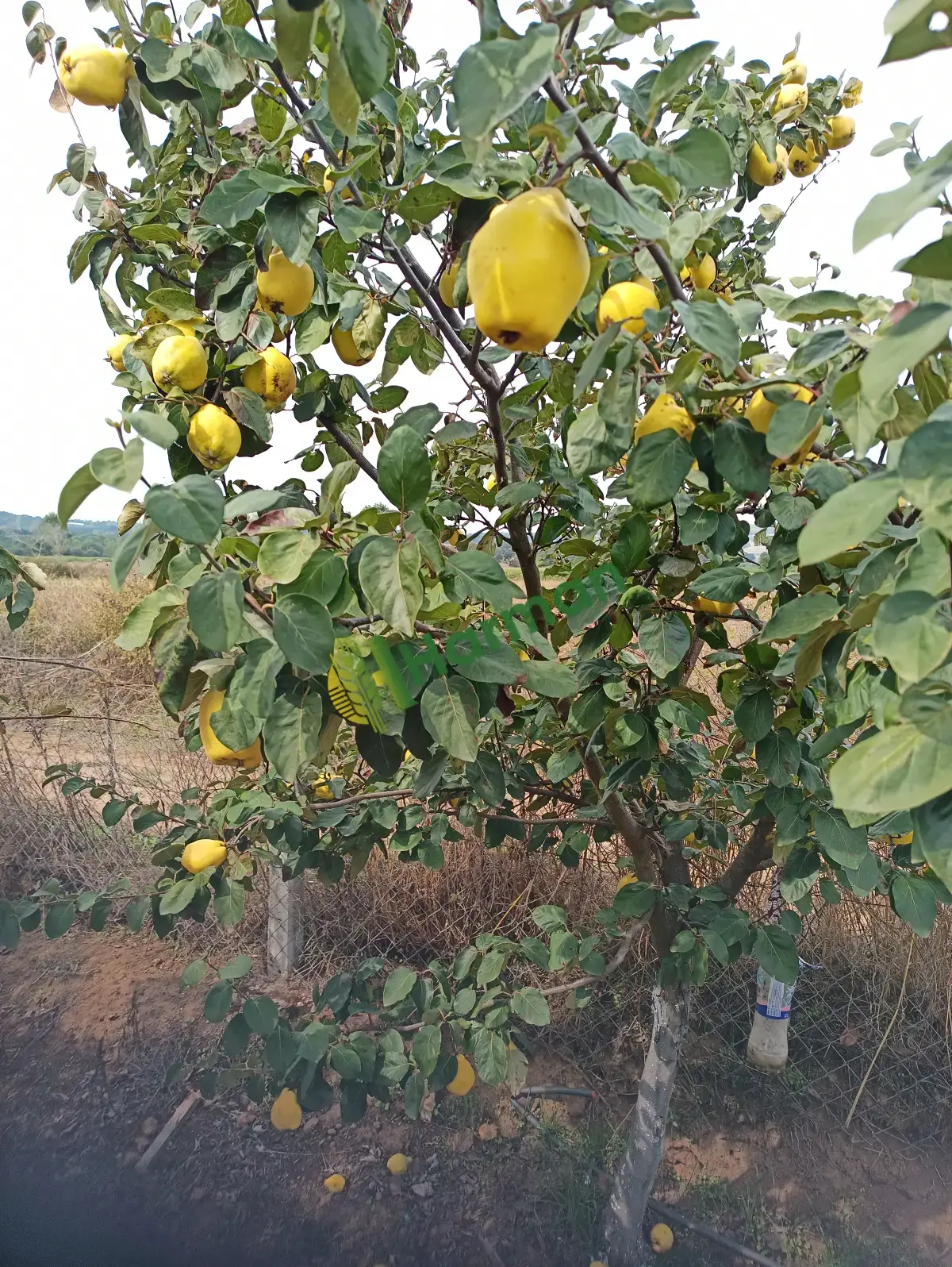 Balıkesir Karesi 2-3 ton ayva