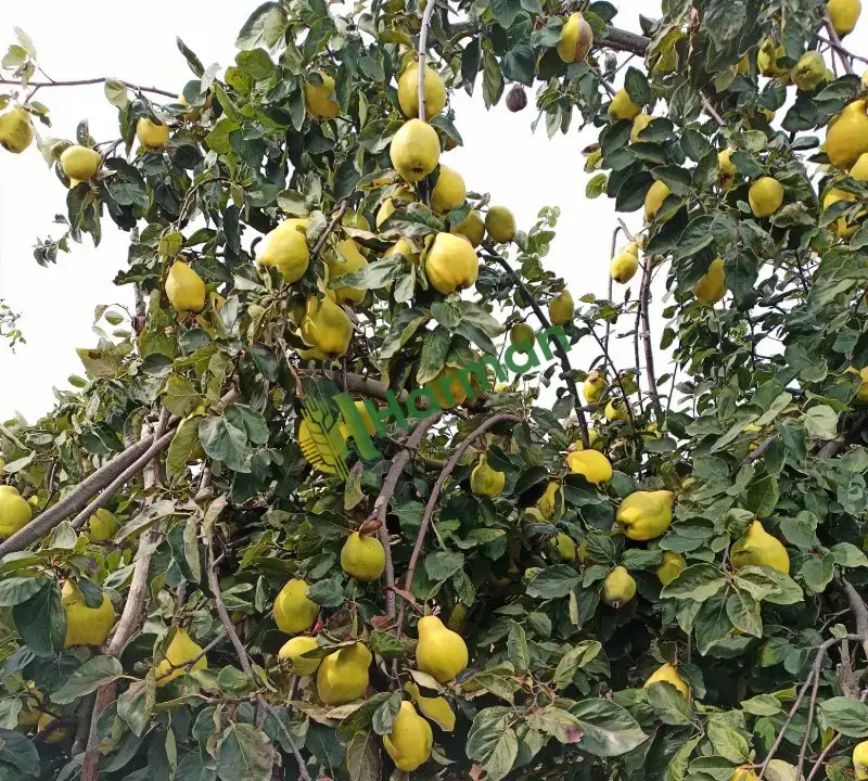 Balıkesir Karesi 2-3 ton ayva