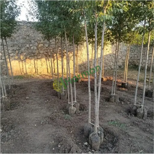 Balıkesir Dursunbey'de kavak fidanı lazım