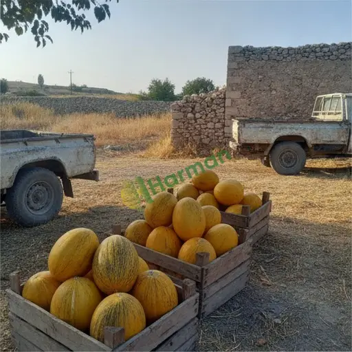 Balıkesir'de kavun satılık
