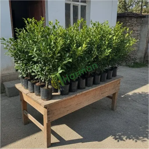Balıkesir Gömeç'te taflan alınır