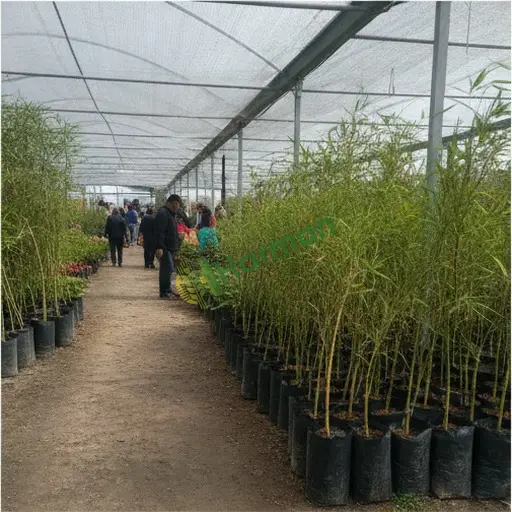 Bayburt Aydıntepe'de bambu fidanı lazım