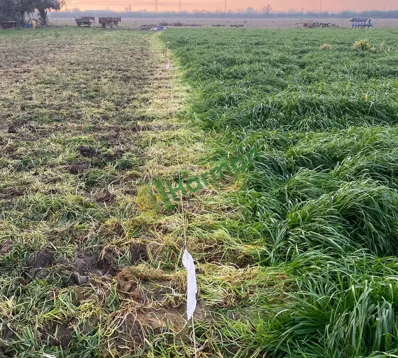 BAQUEANO İTALİAN RYEGRASS