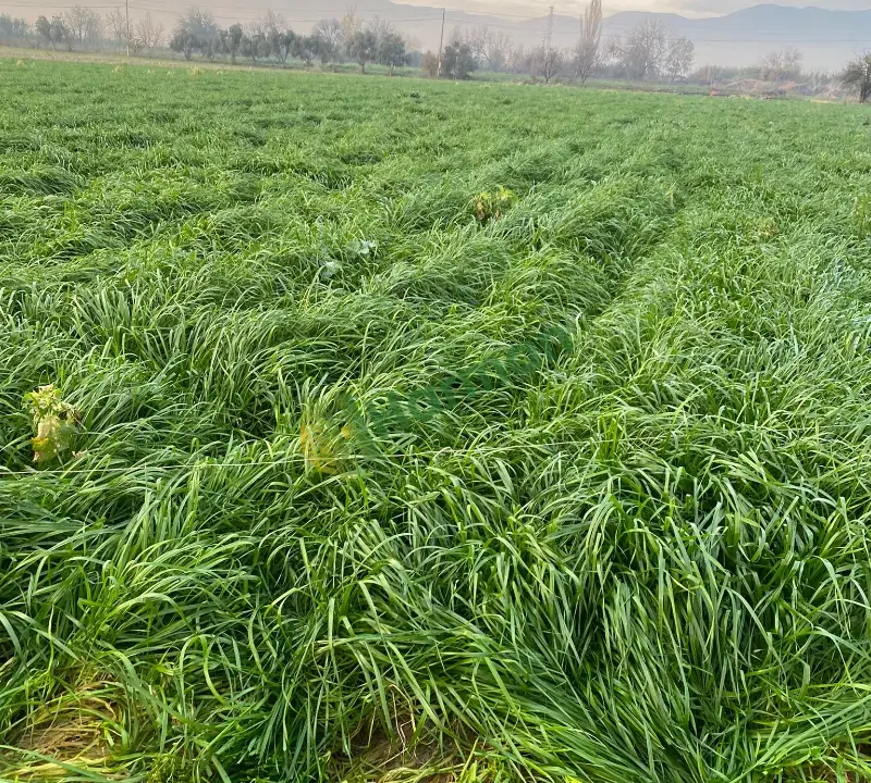 BAQUEANO İTALİAN RYEGRASS