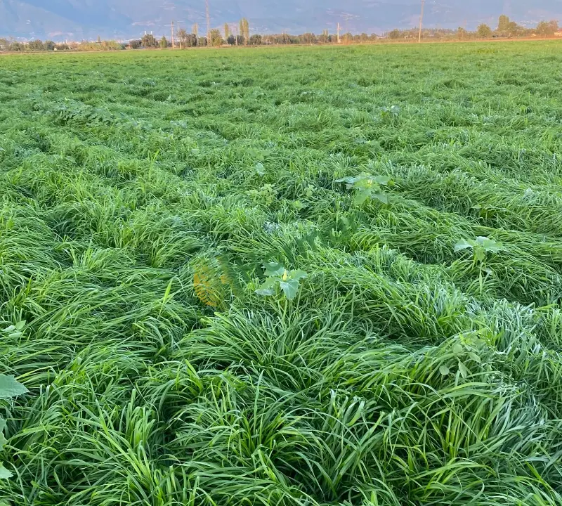 BAQUEANO İTALİAN RYEGRASS