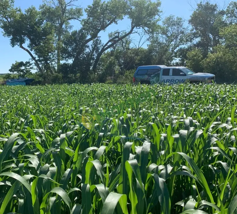 BAQUEANO İTALİAN RYEGRASS
