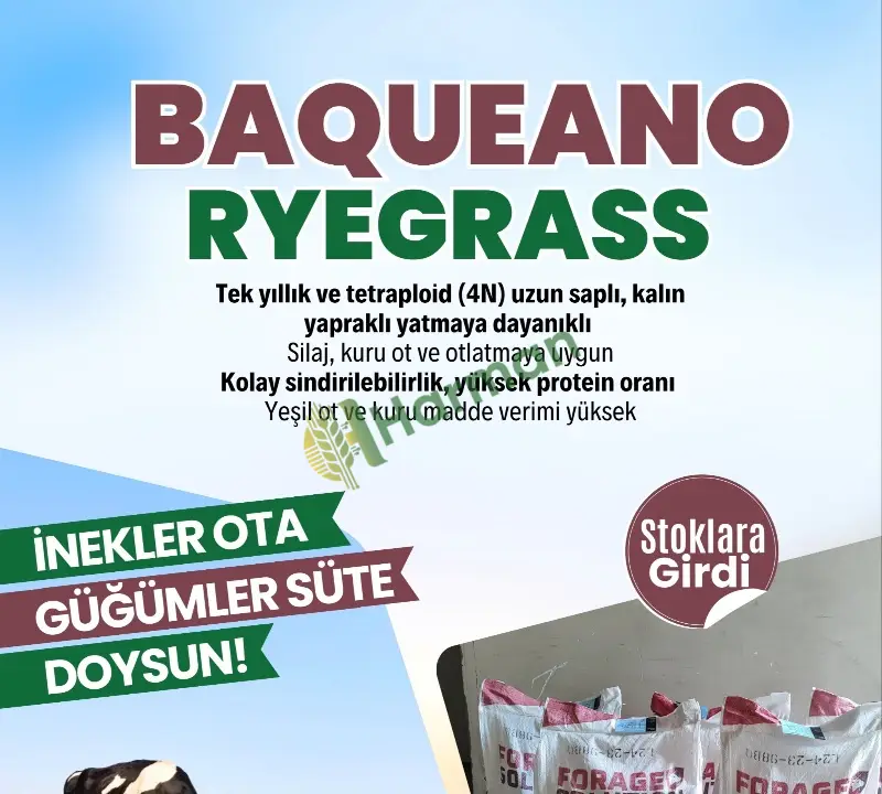 BAQUEANO İTALİAN RYEGRASS