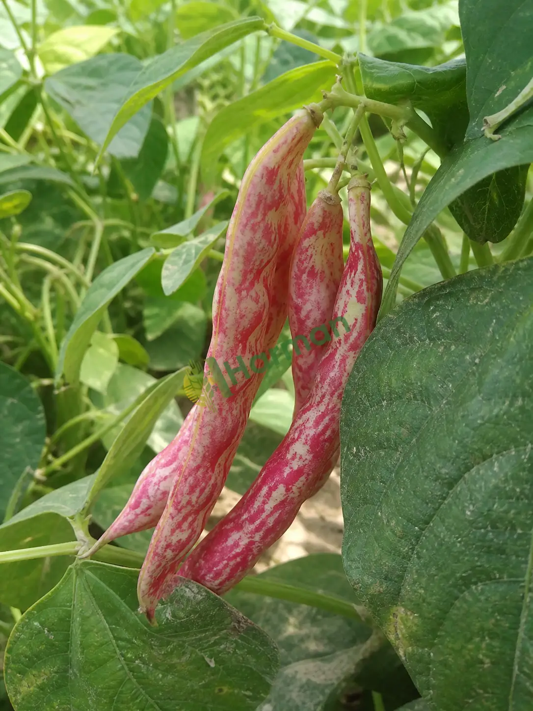 Barbunya alımı
