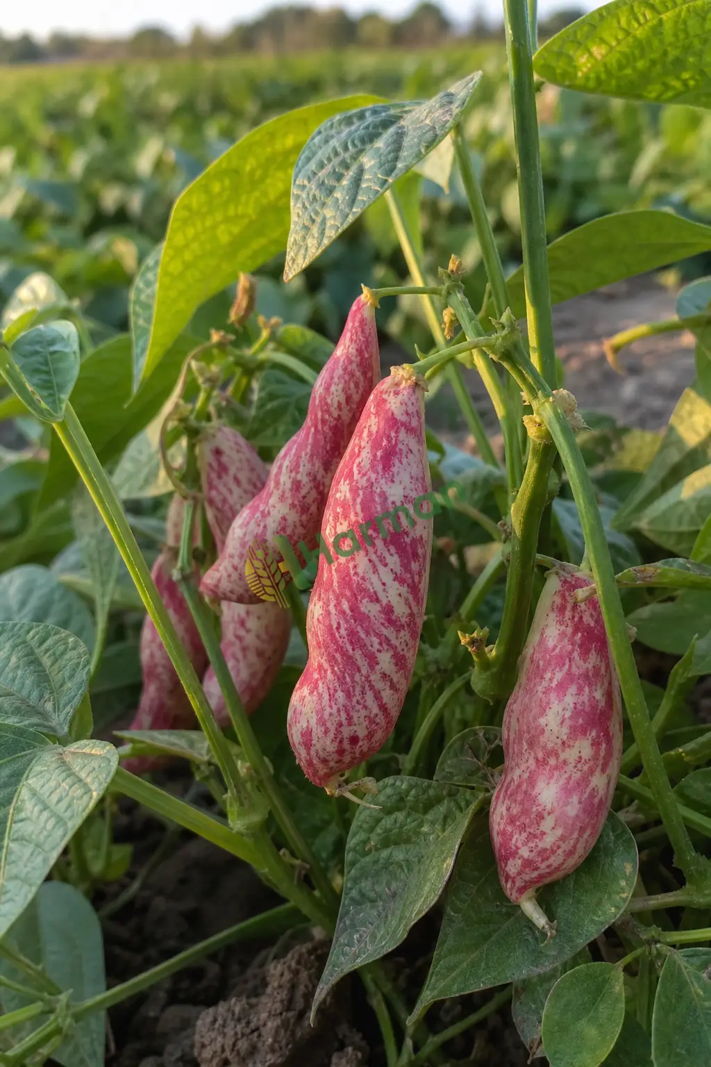 Barbunya Taze hal fiyatı