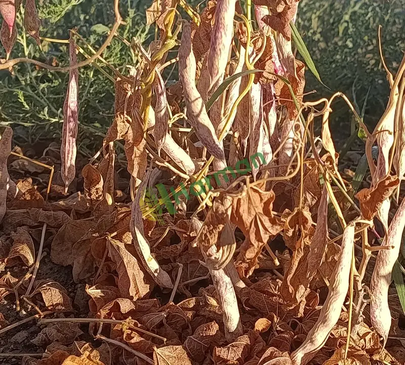 Barbunya kuru