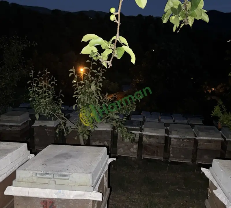 Bartın çakraz üretimi analiz raporlu kestane balı- üreticiden toptan ve kg satış