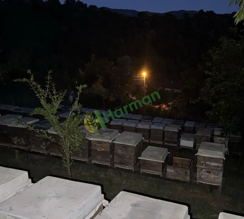 Bartın çakraz üretimi analiz raporlu kestane balı- üreticiden toptan ve kg satış