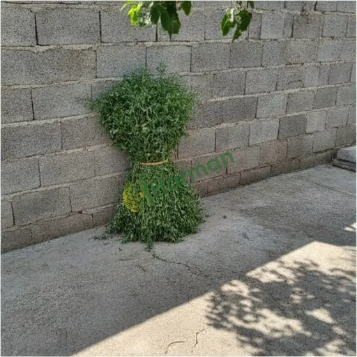 Bartın Ulus Aranan Fiğ (21 Ton)