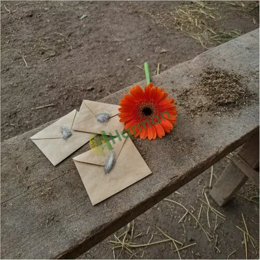 Bartın Merkez'de gerbera tohumu yerinden alınır