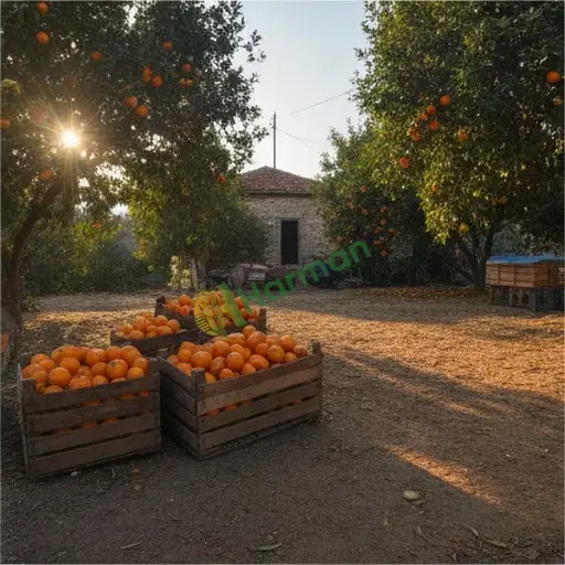 Bartın Kurucaşile portakal alıyorum