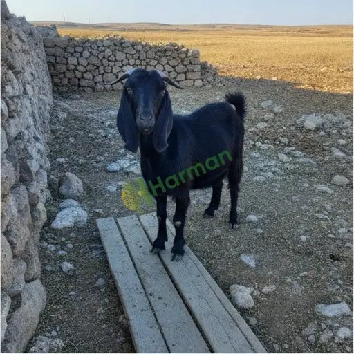 Kurucaşile'den Kilis Keçisi Satılık