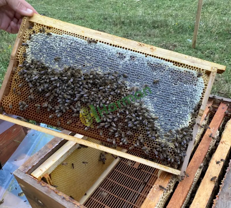 Batıkaradeniz Bölgesi Kestane Balı