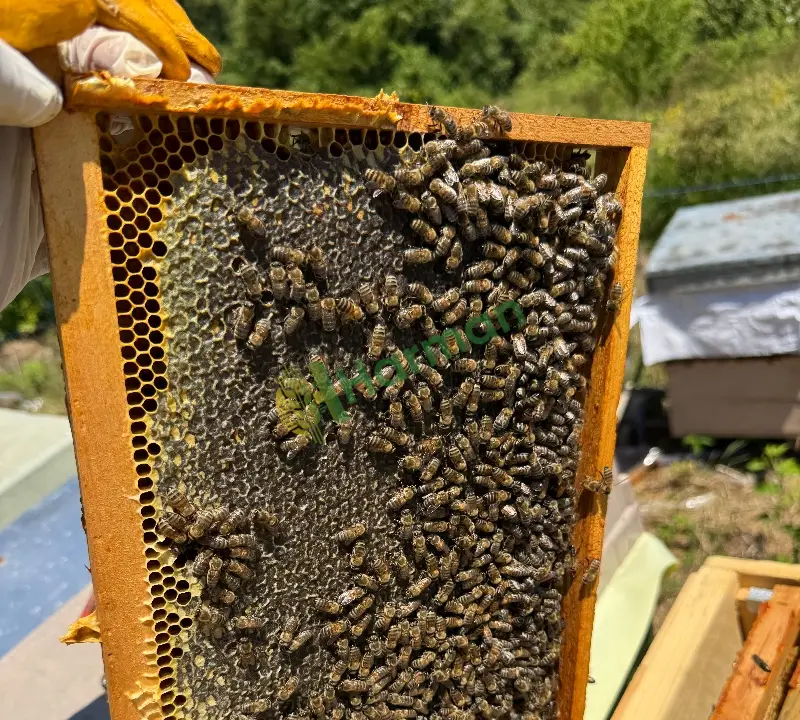 Batıkaradeniz Bölgesi Kestane Balı