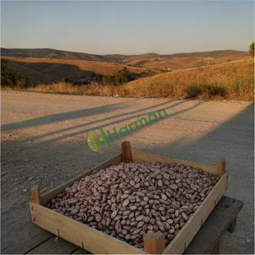 Bayburt Aydıntepe barbunya alıyorum