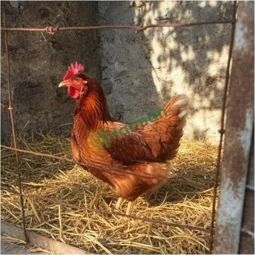 Bayburt Aydıntepe damızlık tavuk satıyorum