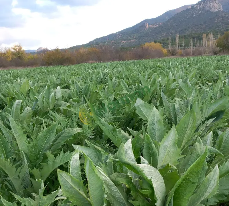Bayrampaşa ve sakız enginar kökü