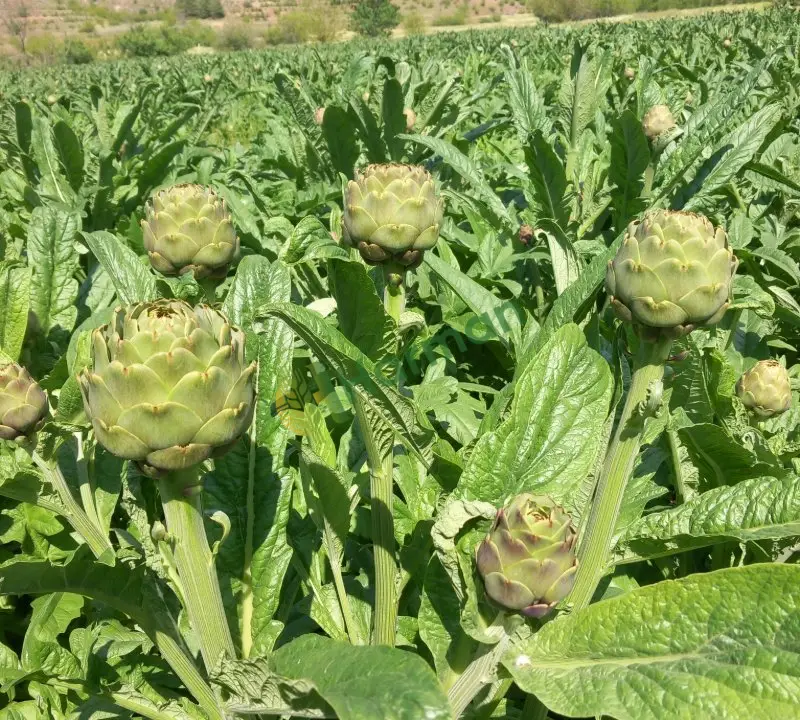 Bayrampaşa ve sakız enginar kökü
