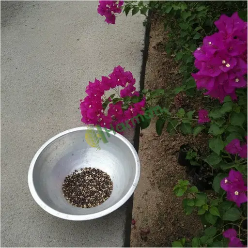 Kahramanmaraş Dulkadiroğlu begonvil tohumu alınır