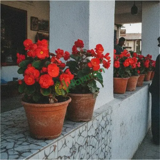 Manisa Kula'da begonya arıyorum