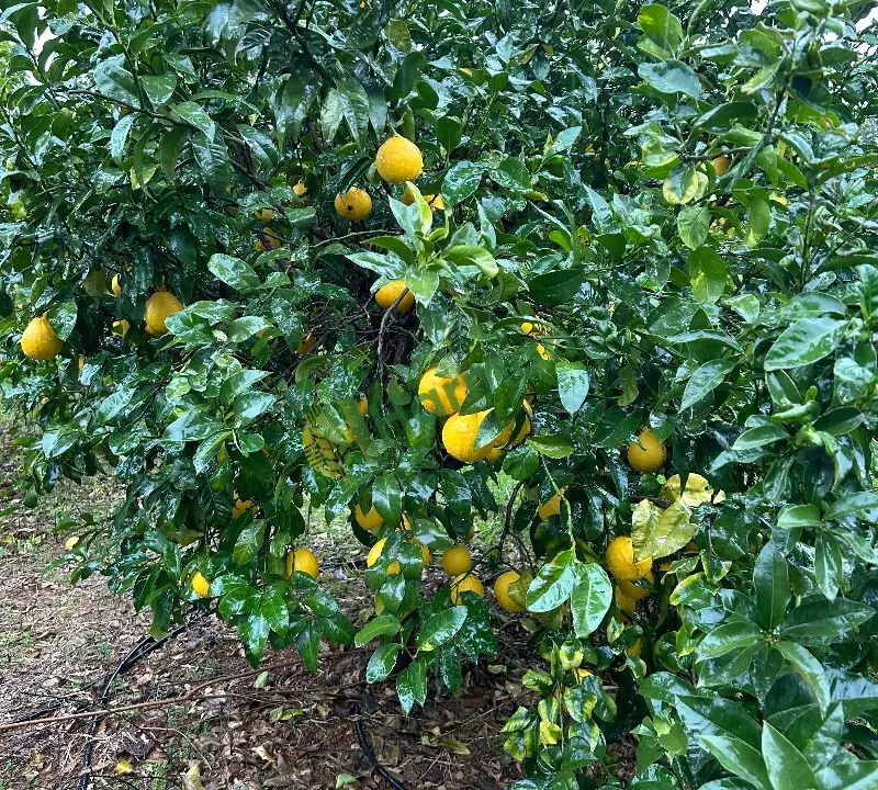 Bergamot reçellik aromatik