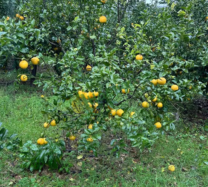 Bergamot reçellik aromatik