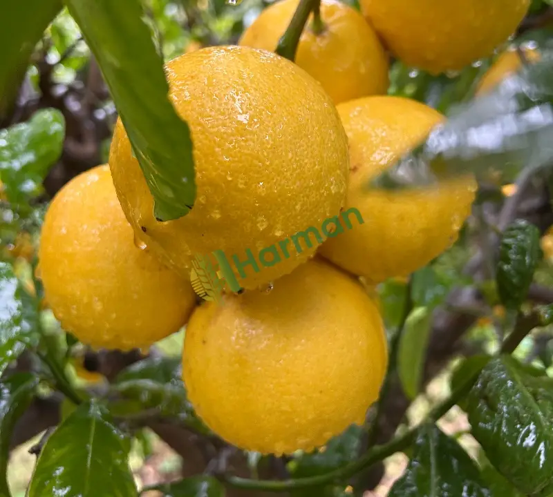 Bergamot reçellik aromatik