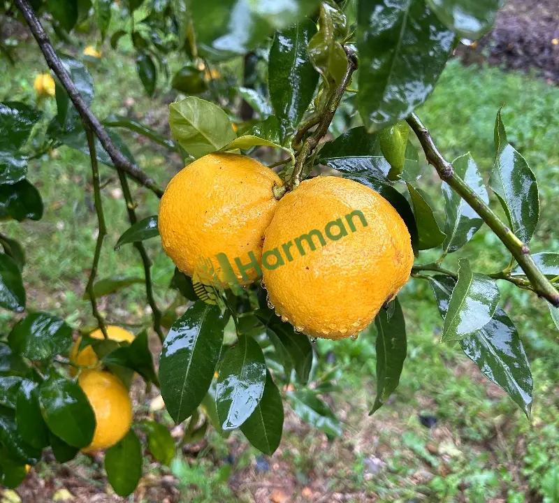 Bergamot reçellik aromatik