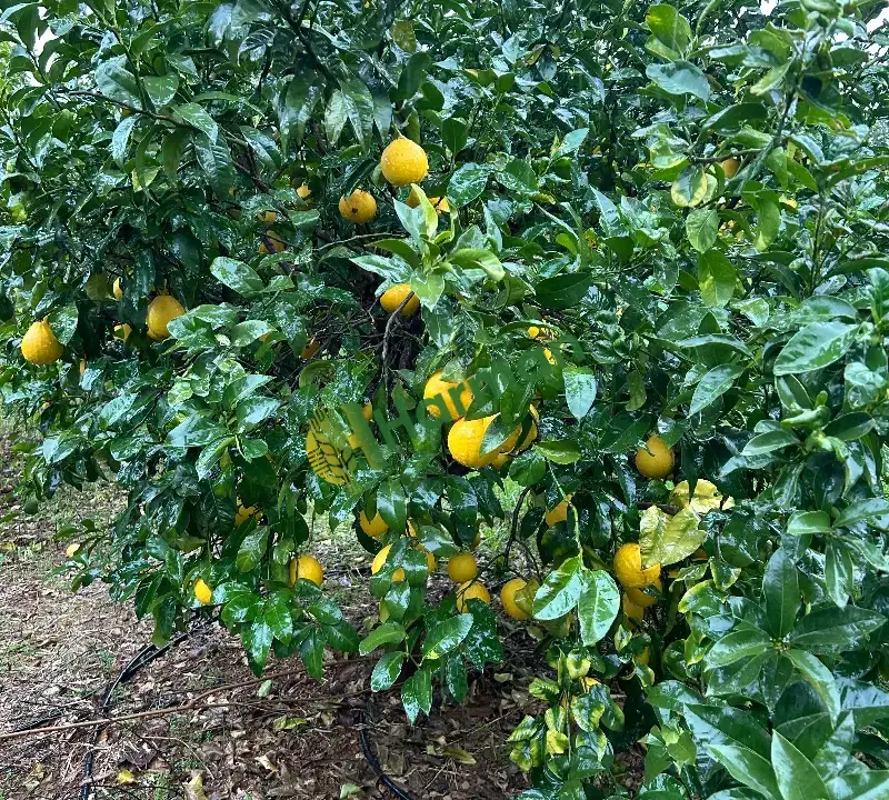 Bergamot reçellik aromatik