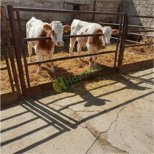 Şırnak Güçlükonak besi danası alınır