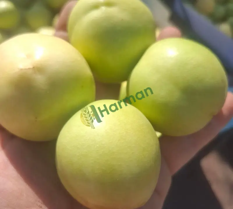 beyaz nektarın