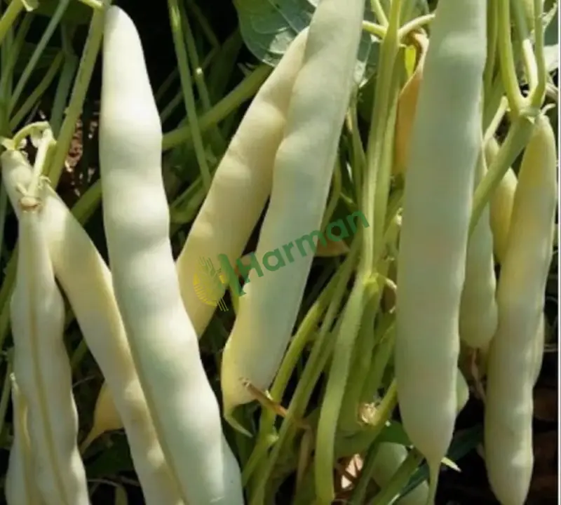 Barbunya hal fiyatı