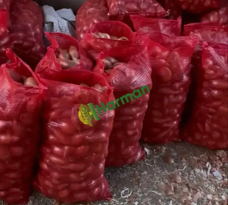BEYAZ SOĞAN YEMEKLIK KARAMAN MORÇALI