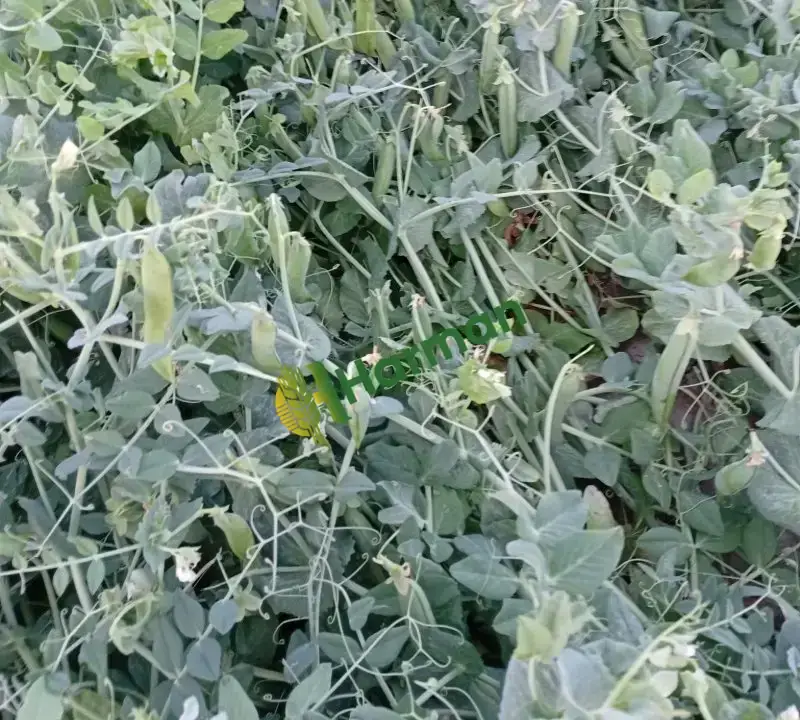 Bezelye- Afyon-şuhut