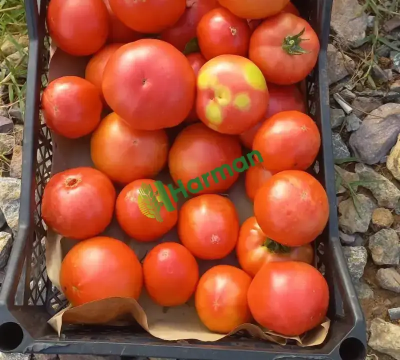 Patlıcan hal fiyatı