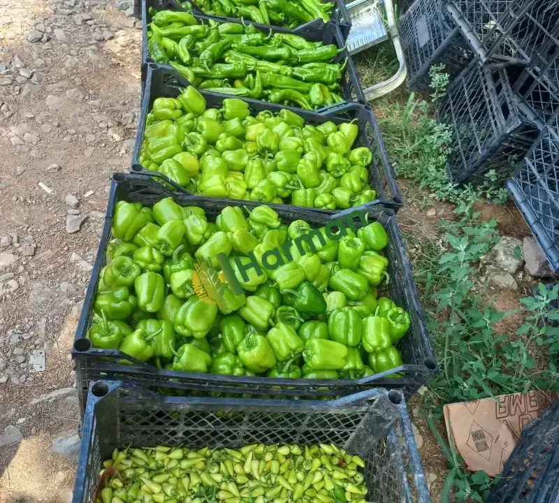 Biber- Patlıcan - Hıyar - Domates- Yeşil Fasulye