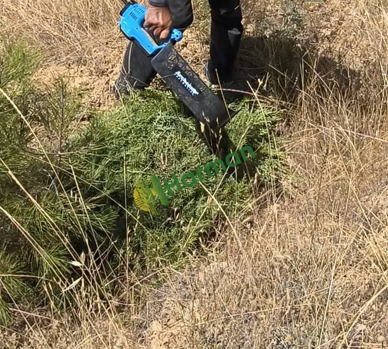 Biberiye Diğer hal fiyatı