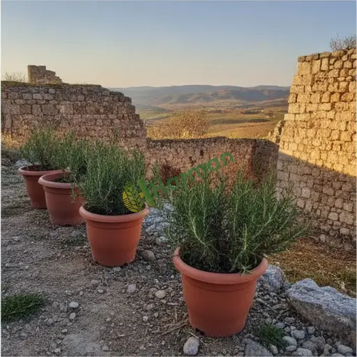 Çanakkale Ezine biberiye alınacak