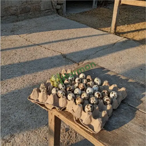 Erzincan Kemah'ta bıldırcın yumurtası aranıyor