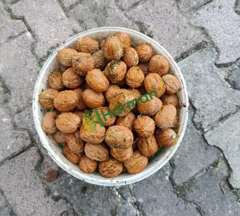 Bilecik Chandler Ceviz (Kuru)