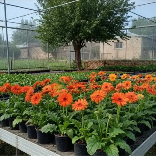 Bilecik Yenipazar'da gerbera alıyorum